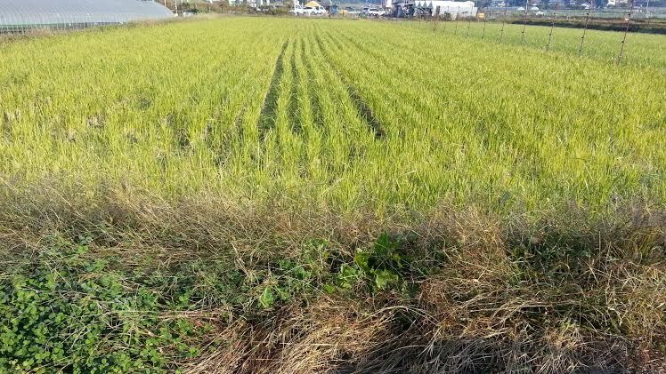 稲刈り後の田