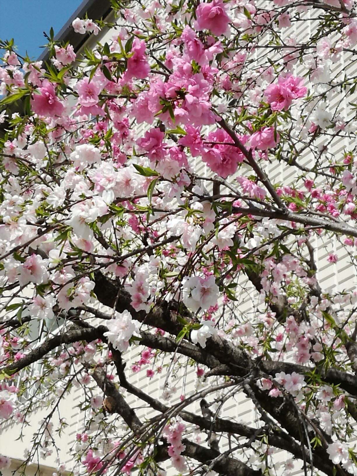 春爛漫！