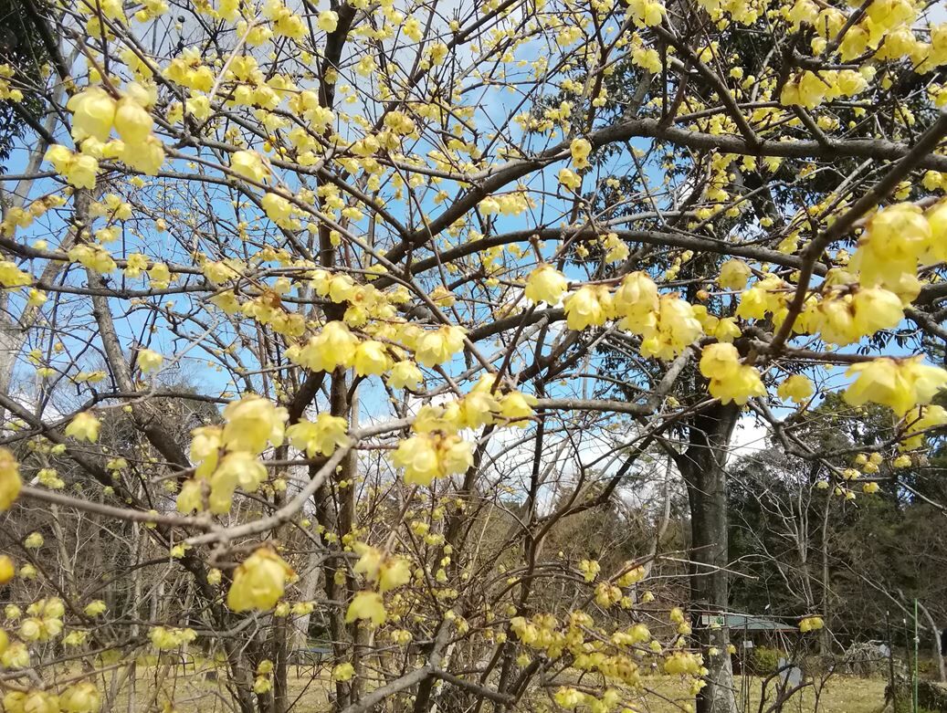 東風吹かば　匂ひおこせよ　梅の花　あるじなしとて　春な忘れそ