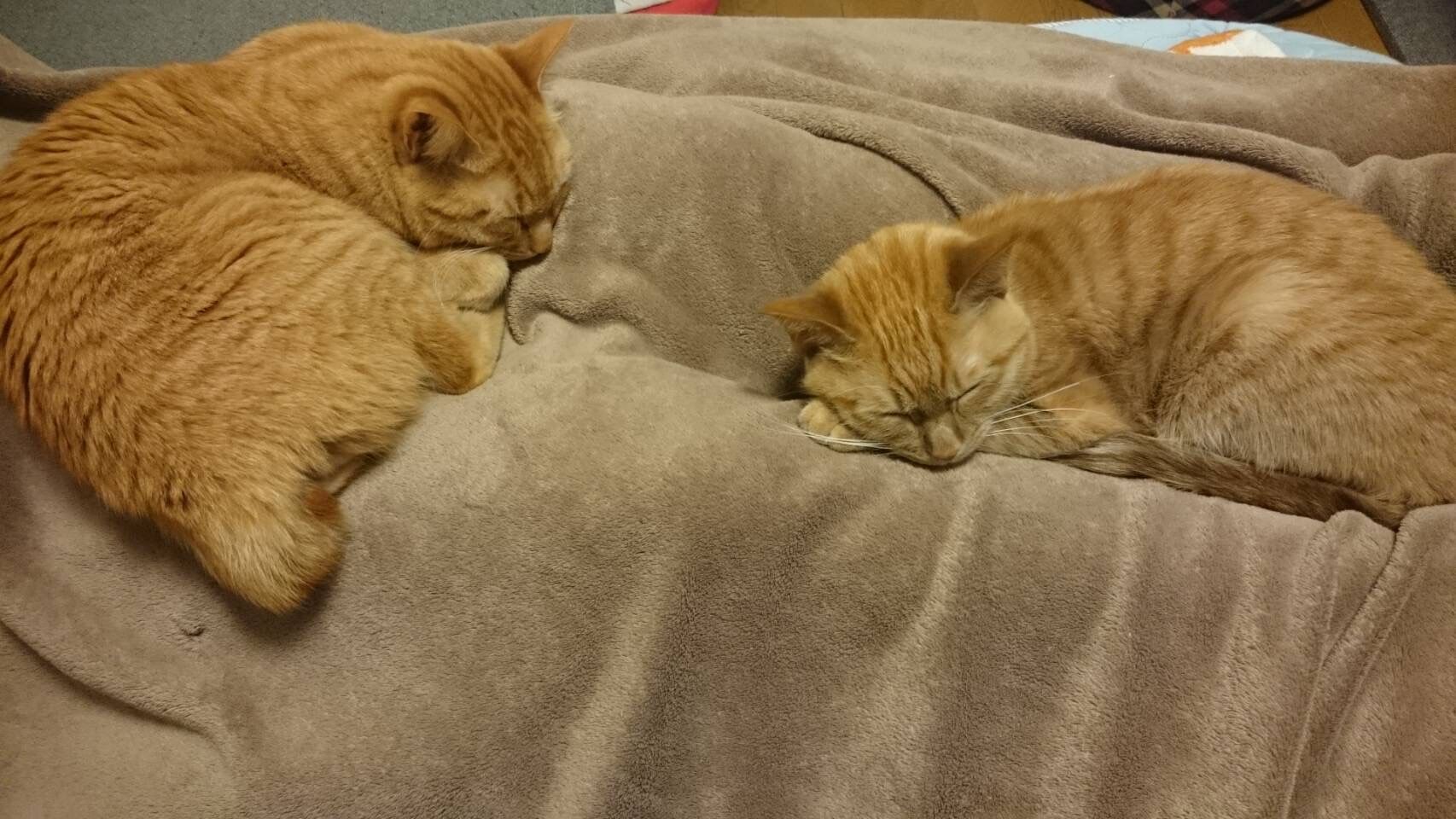 癒しの猫たち(=^・^=)