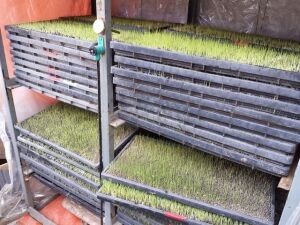 img_0 (1)